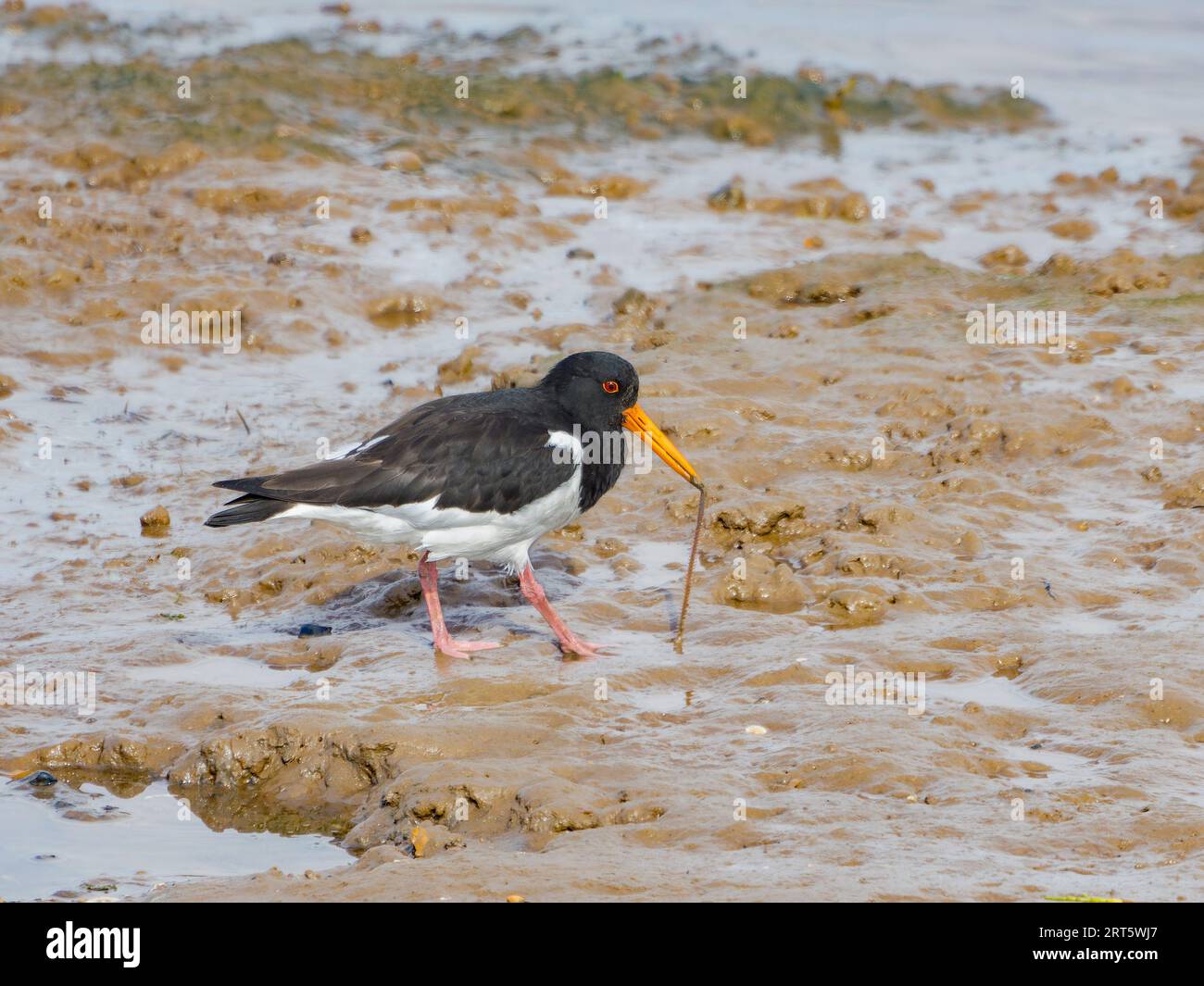 Oyster Catcher with worm, Wells Next the Sea, North Norfolk, Großbritannien Stockfoto