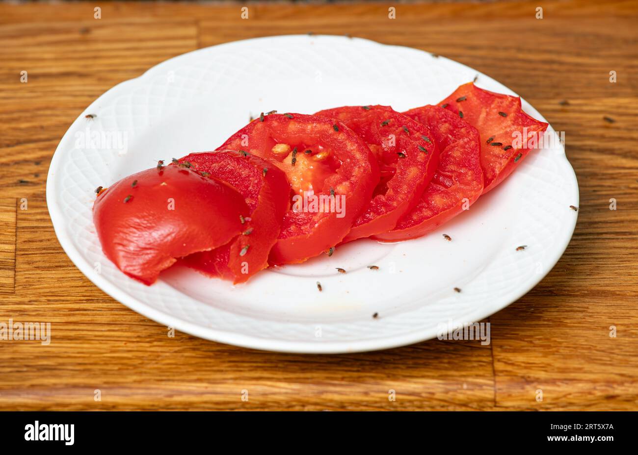Viele Fruchtfliegen Drosophila melanogaster Essen von Tomatenscheiben in der Hausküche. Stockfoto