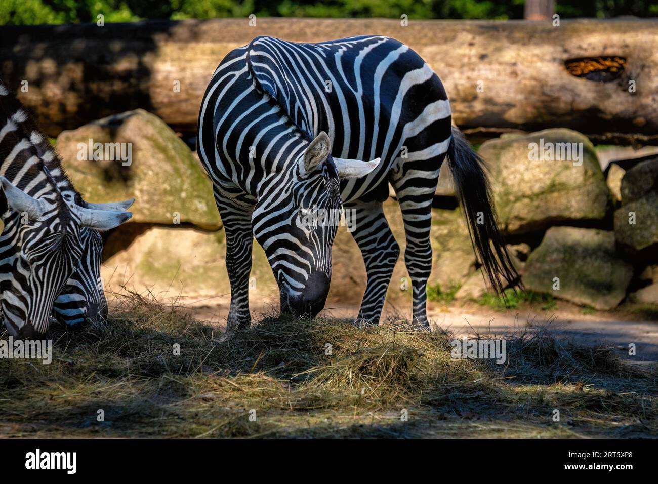 Das Mannlose Zebra (Equus quagga borensis) ist eine Unterart des Steppenzebras, die in den nördlichen Teilen Ostafrikas verbreitet ist. Stockfoto