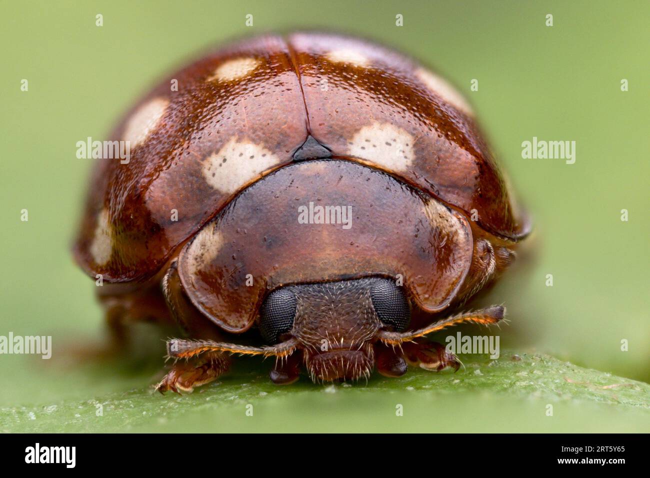 Creme Spot Marienkäfer (Calvia quattuordecimguttata) in Ruhe auf Birkenblatt. Tipperary, Irland Stockfoto