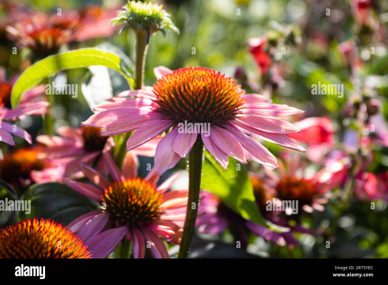 Nahaufnahme der wunderschönen rosa-orangen Blüten von Echinacea „Mooodz Satisfaction“. Es ist eine beliebte Gartenpflanze und eignet sich gut für bestäubende Insekten Stockfoto