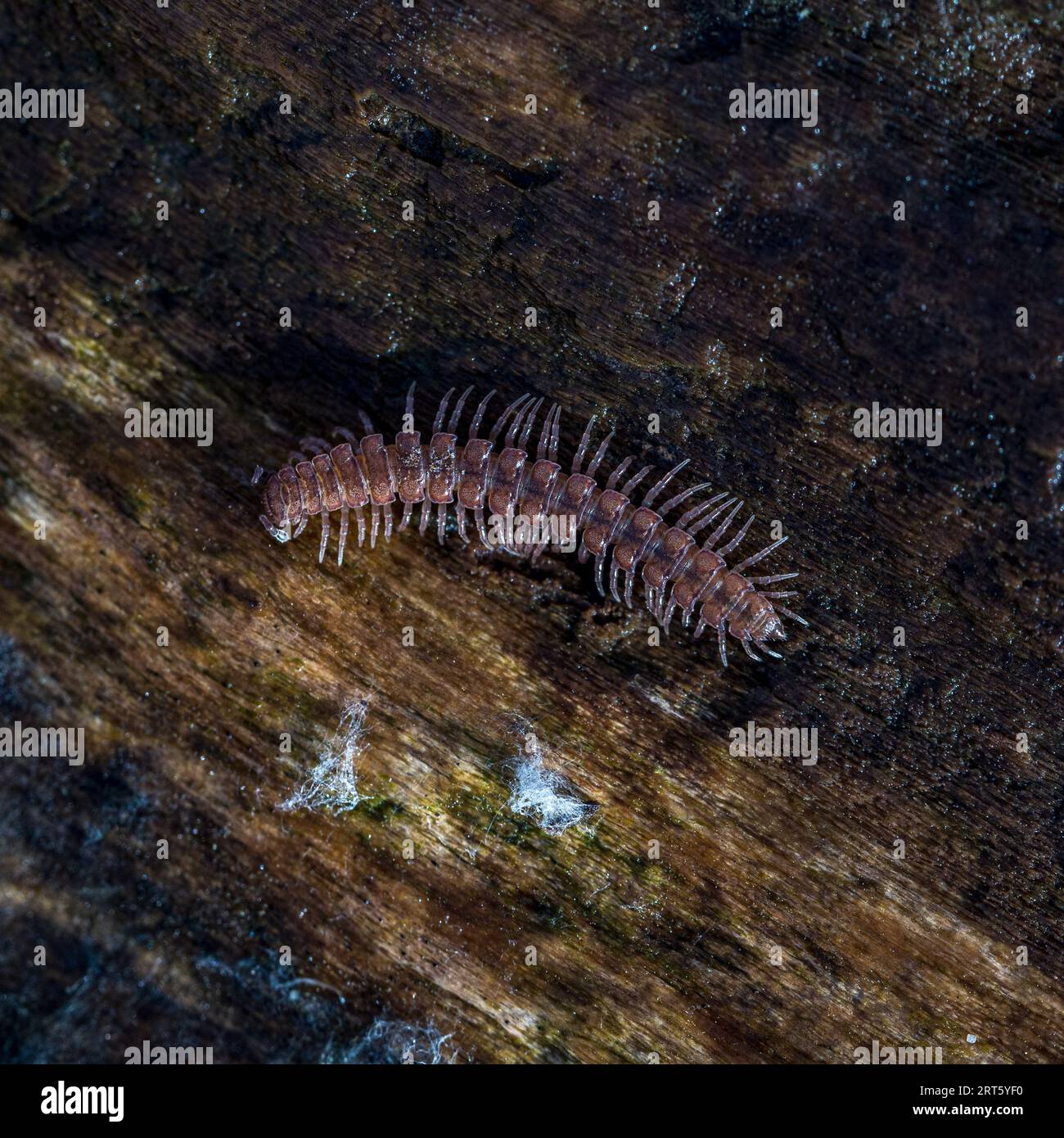 centipede auf einem Baum im Wald Stockfoto