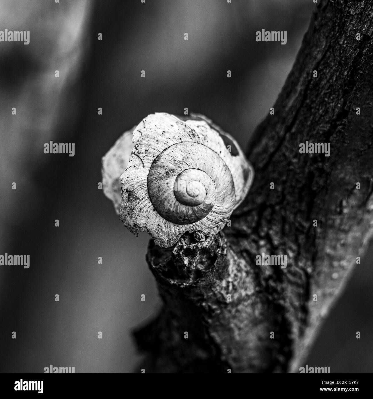 Schwarz-weiß-Fotos einer Schnecke auf einem Baum in einem Wald in Köln Stockfoto