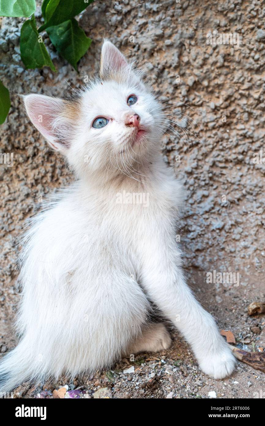 Die süße weiße kleine weiße Katze mit blauen Augen blickt in die Straßen Marokkos Stockfoto