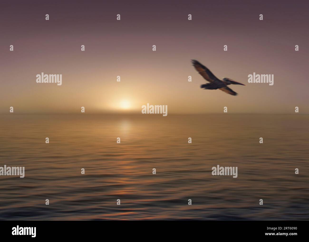 Brauner Pelikan im Flug bei Sonnenaufgang in Florida. Stockfoto