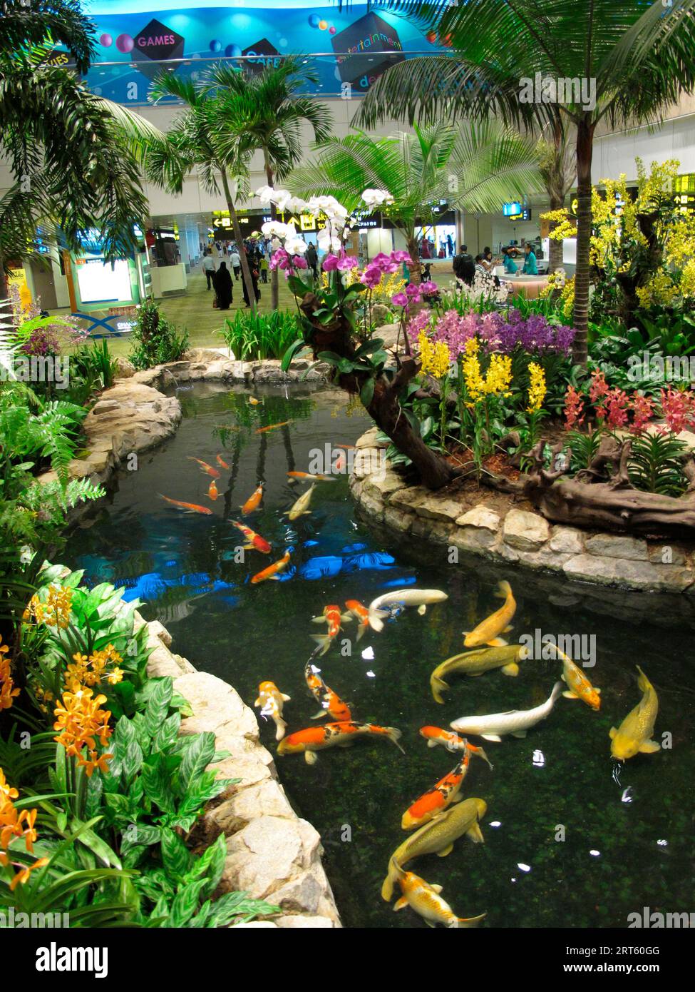 Kinder beobachten Koi-Goldfische am Flughafen Changi, Singapur. Stockfoto