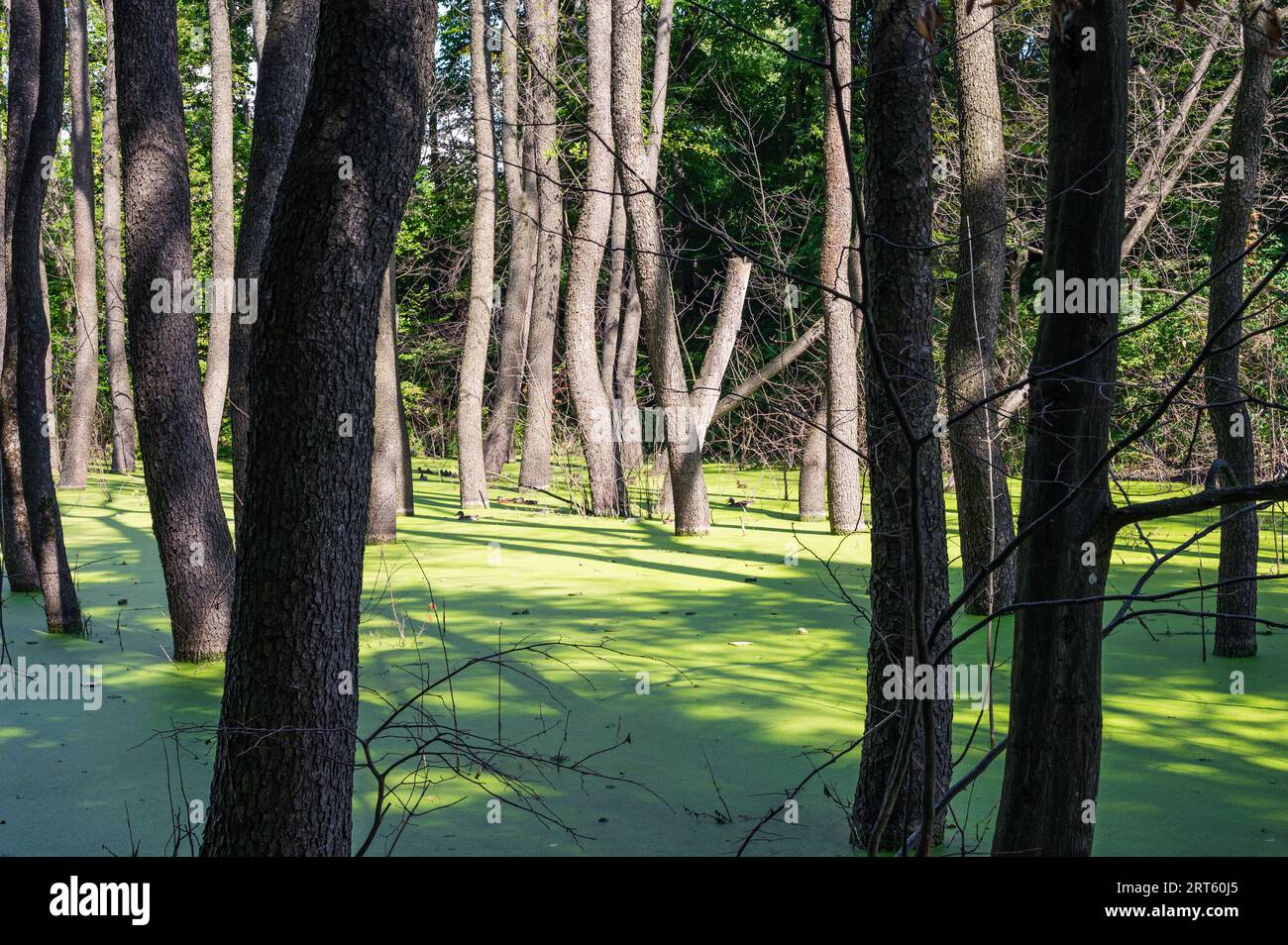 Bedeckt mit grünem Entenalgen-Sümpfen im Wald, der wie ein Märchengrasrasen lockt. Einige Bäume wachsen aus Wasser Stockfoto