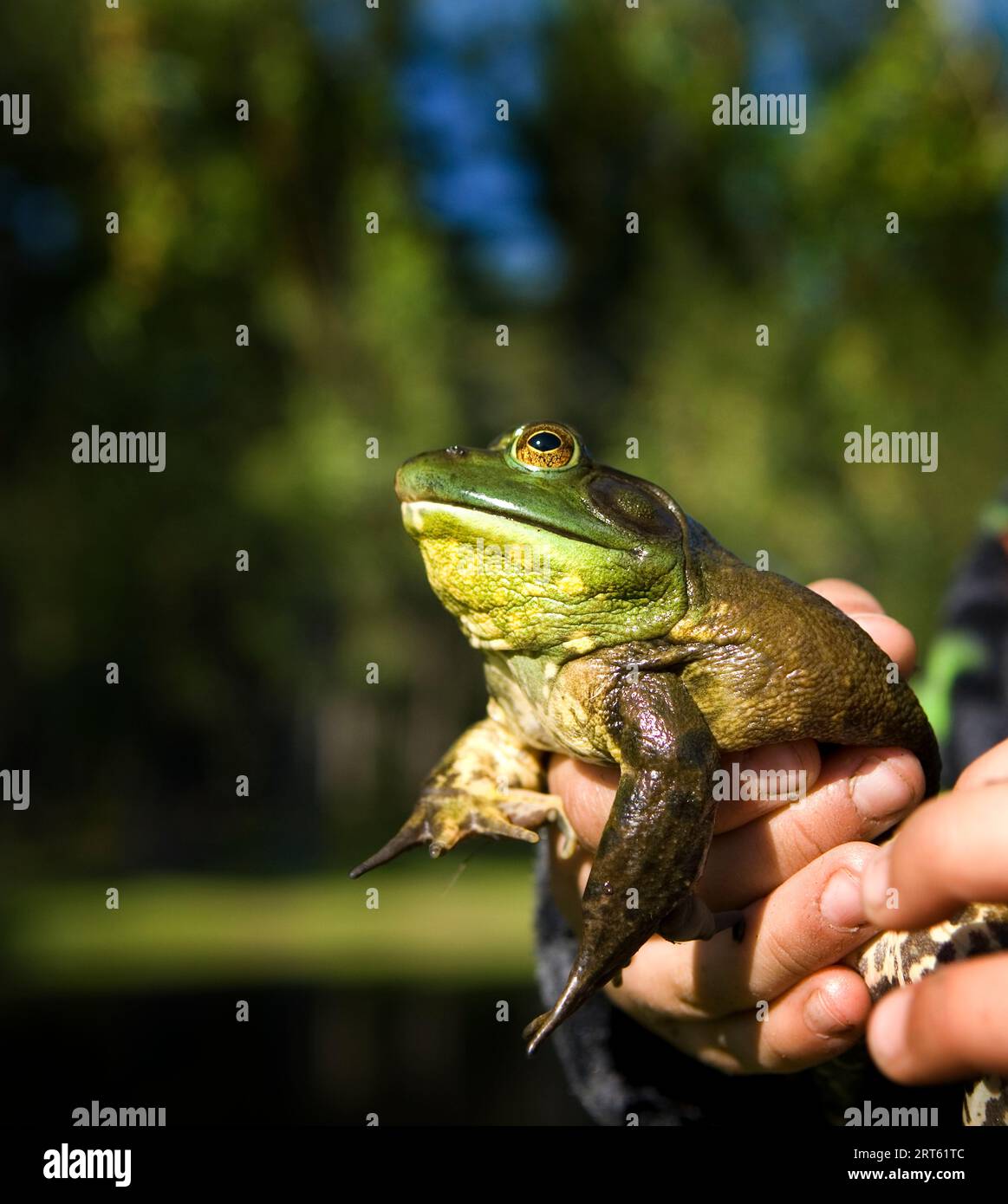 Hände halten einen Bull Frog, Maine, Neuengland. Stockfoto