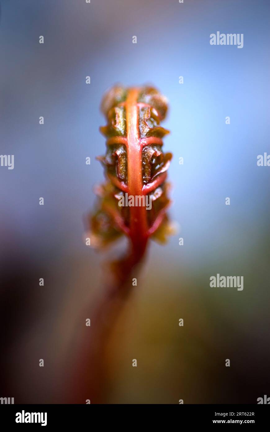 Das Anfangsstadium eines Farns, bevor er sich entfaltet. Stockfoto