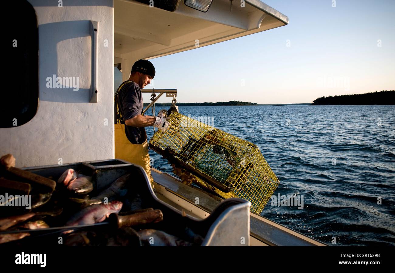 Ein Lobsterman zieht eine Falle, Casco Bay, Maine. Stockfoto