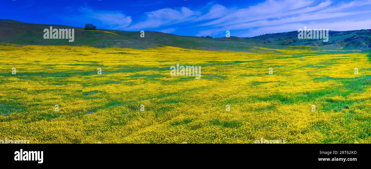Feld der Frühlingswildblumen im Carrizo Plain National Monument in Zentralkalifornien; März 2010. Stockfoto