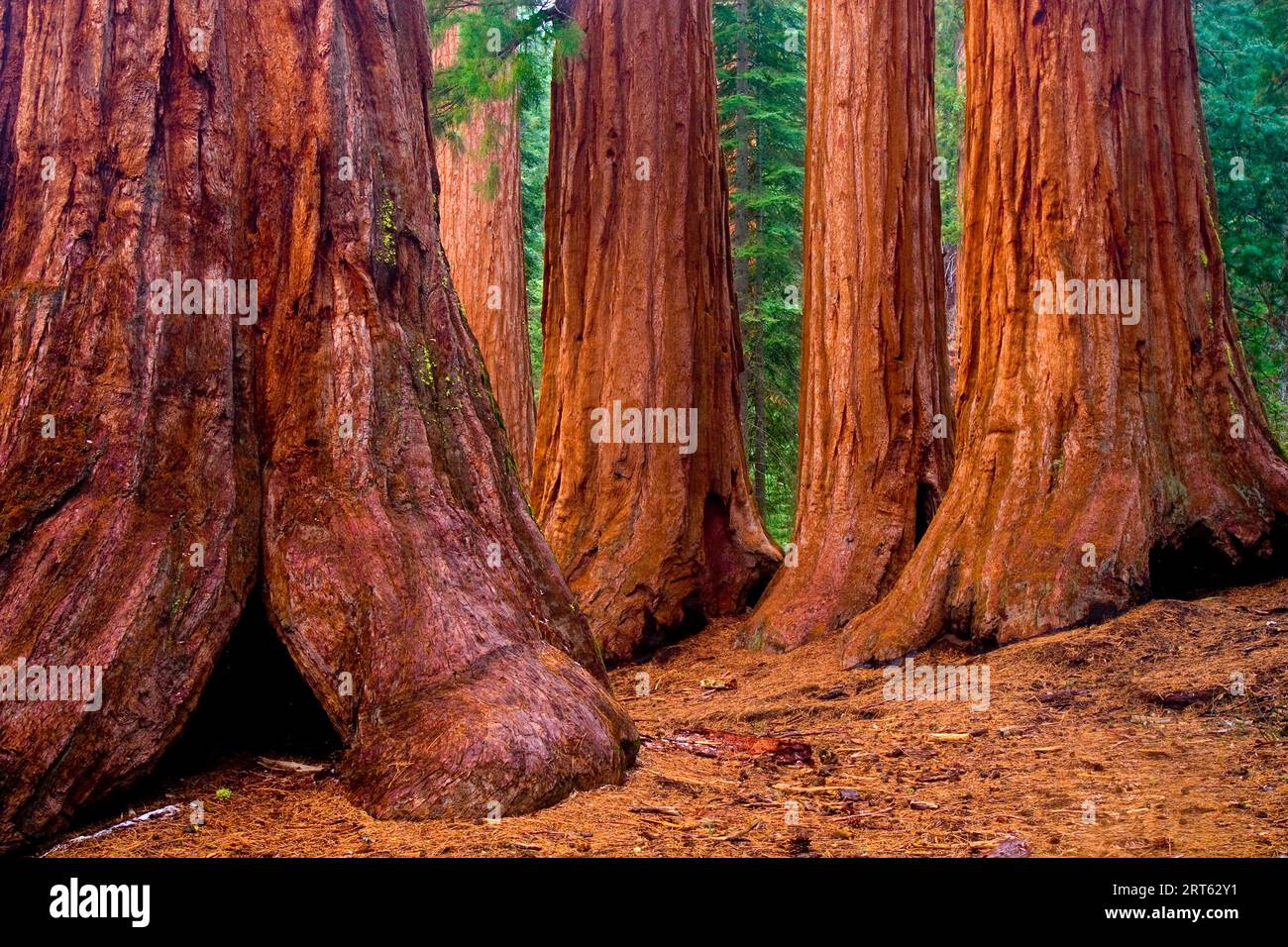 Riesen Redwoods ragen über den Mariposa Grove of Big Trees im Yosemite National Park, Kalifornien, USA; Frühjahr 2004. Stockfoto