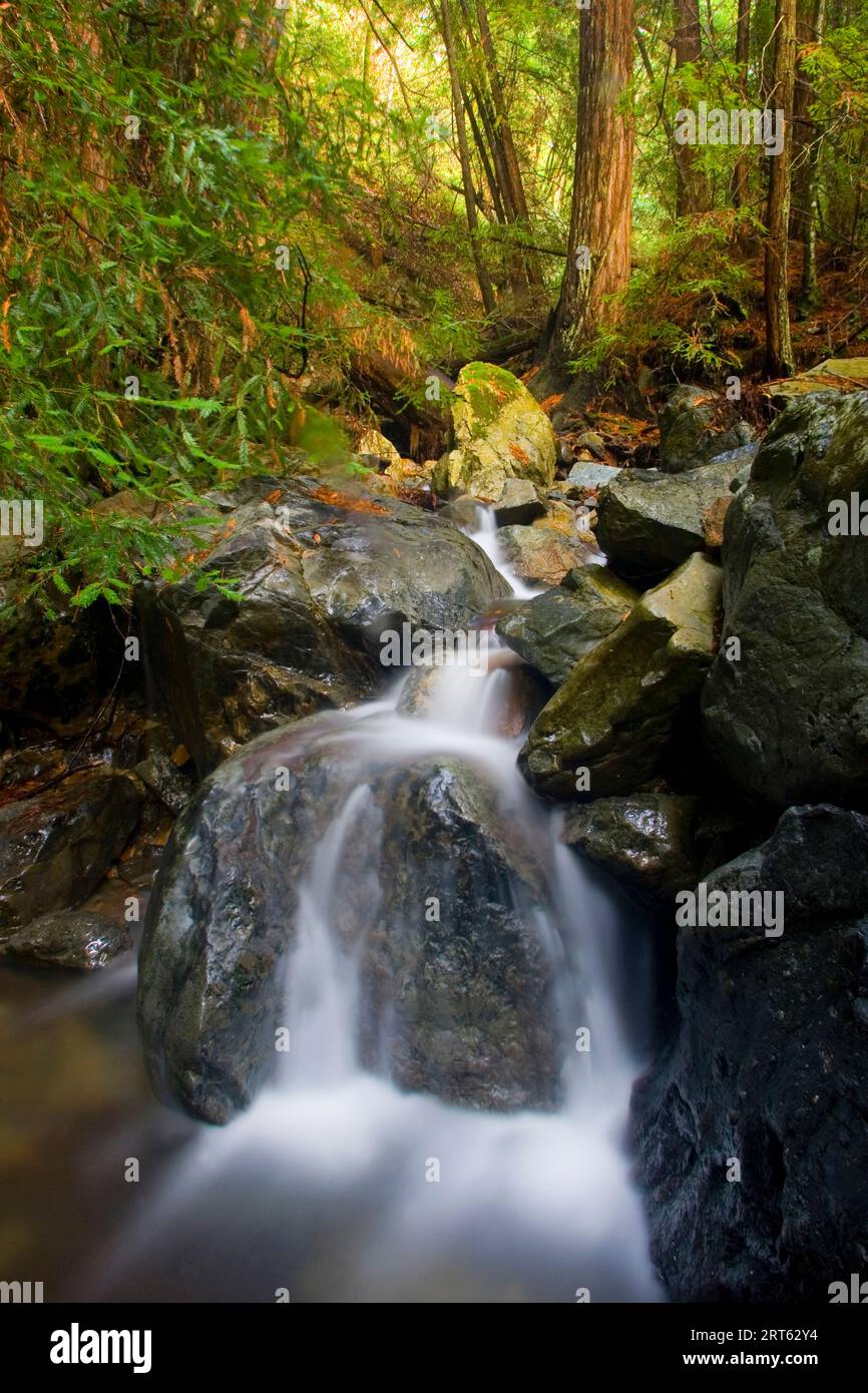 Fließendes Wasser an einem Bach im Muir Woods National Monument in Nordkalifornien bei San Francisco; Herbst 2006 Stockfoto