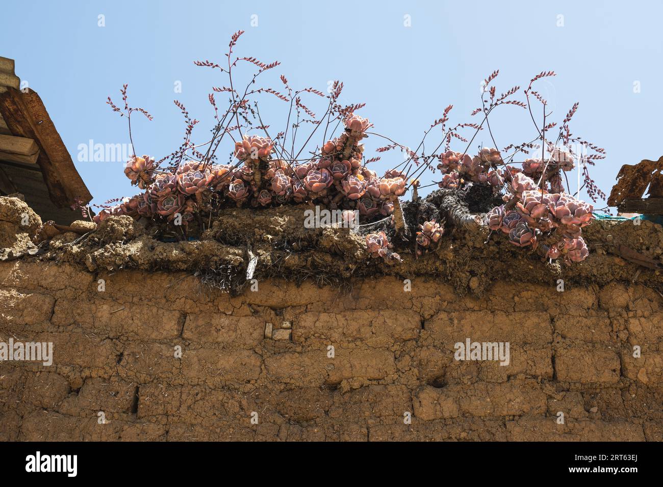 Alte lehmziegelfassade mit einheimischen Pflanzen im Sonnenlicht der anden Stockfoto