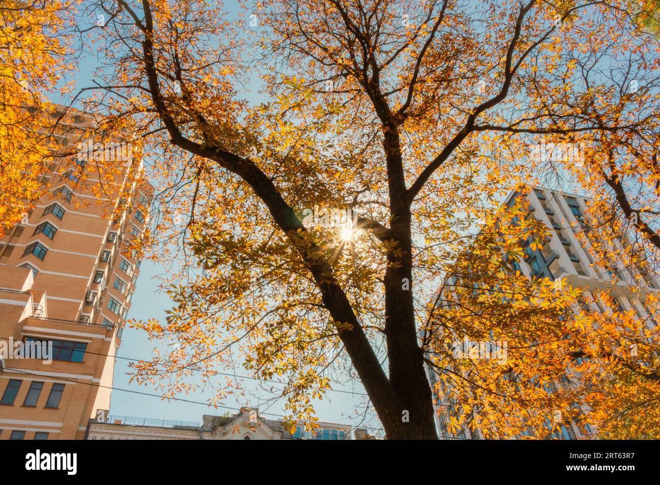 Herbst in der Stadt. Sonnenstrahlen durch Herbstblätter. Helle Herbstlandschaft. Die Herbstsaison in der Innenstadt. Herbstbäume auf Gebäudehintergrund. Stockfoto