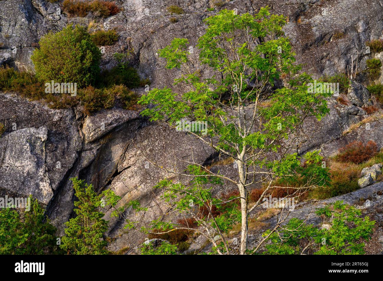 Die Abendsonne scheint auf einem Laubbaum mit Steingesicht-Hintergrund auf einer Insel im Kragero-Archipel, Telemark, Norwegen. Stockfoto