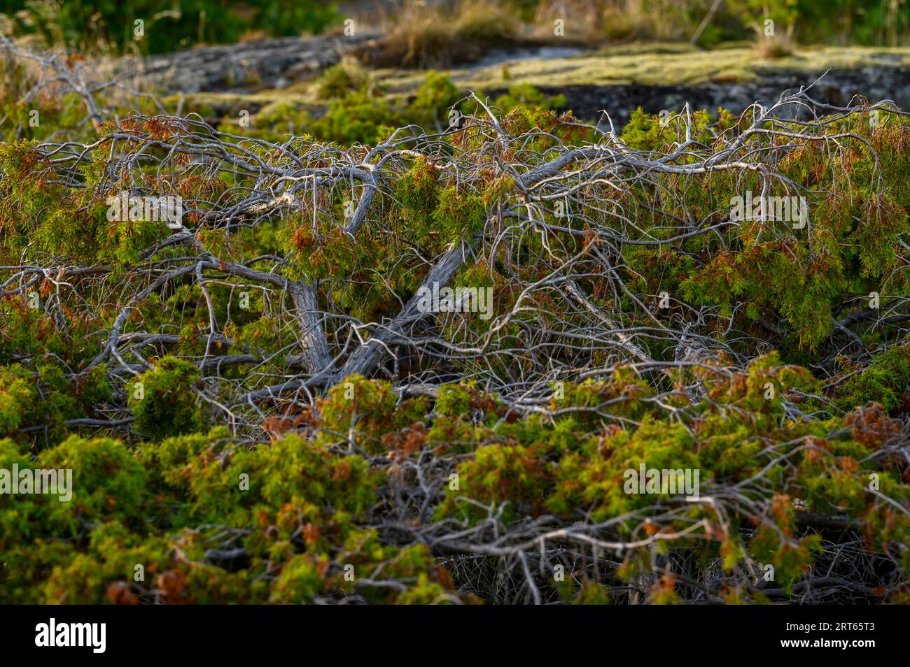 Nahaufnahme eines alten wacholderbusches auf einer der Inseln im Kragero-Archipel, Telemark County, Norwegen. Stockfoto