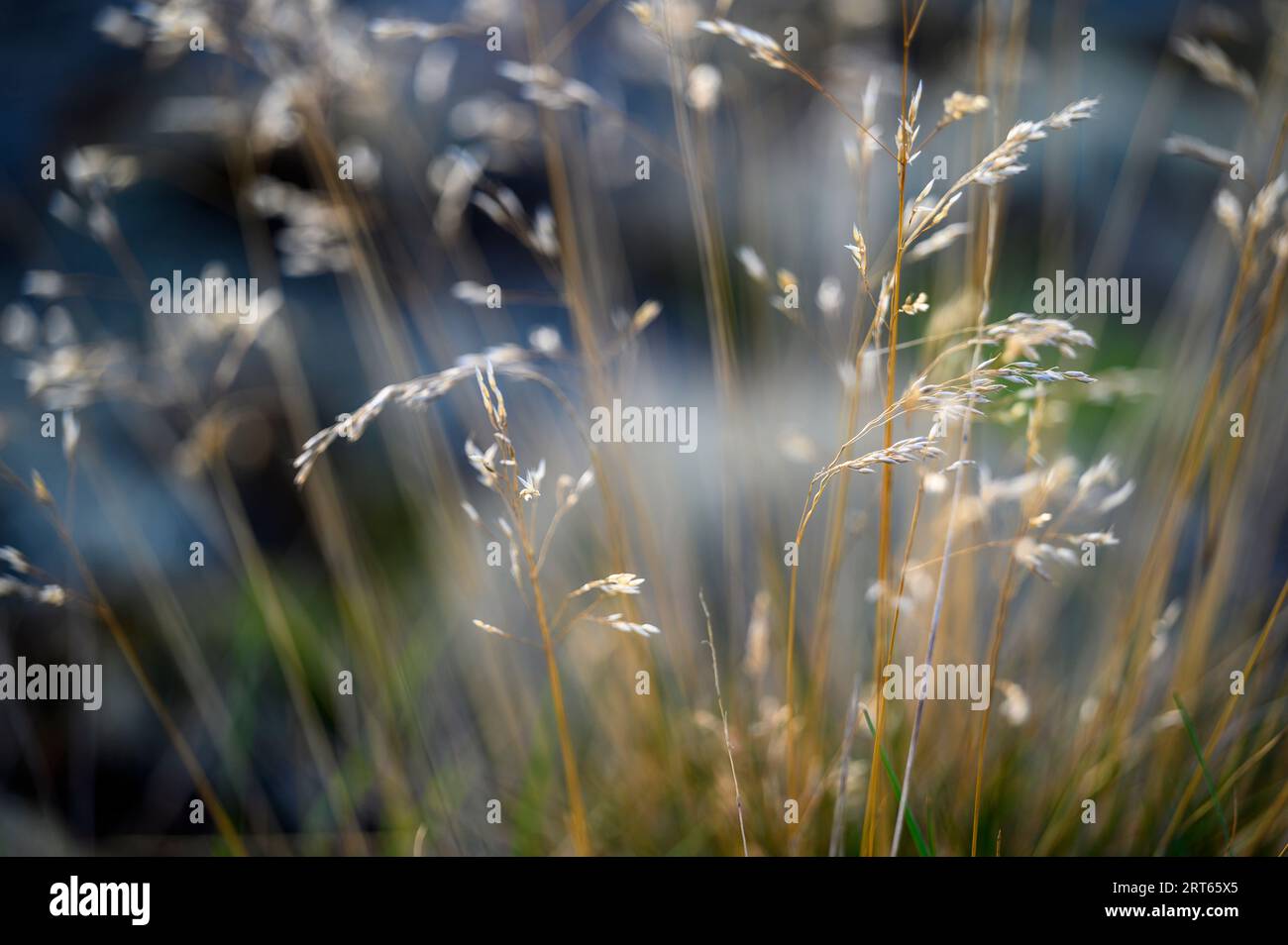 Nahaufnahme von sonnenbeschichtetem Wellenhaargras (deschampsia flexuosa), das wild auf einer kleinen Insel vor der Südküste Norwegens wächst. Stockfoto