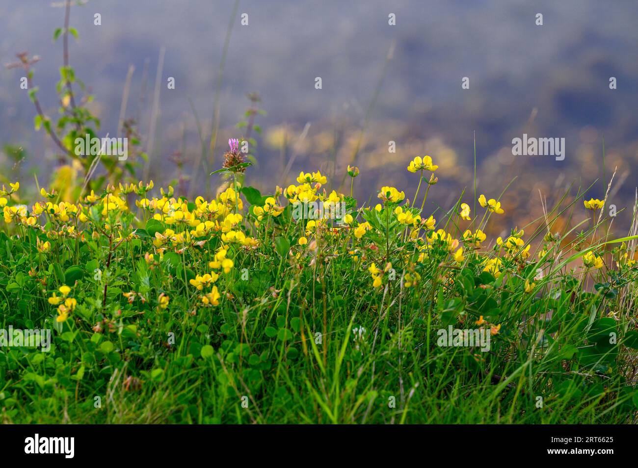 Vogelfußtrefoil (Lotus corniculatus) Wildblumen, die auf einem Hügel am Salzwasserrand im Kragero-Archipel, Telemark, Norwegen, wachsen. Stockfoto