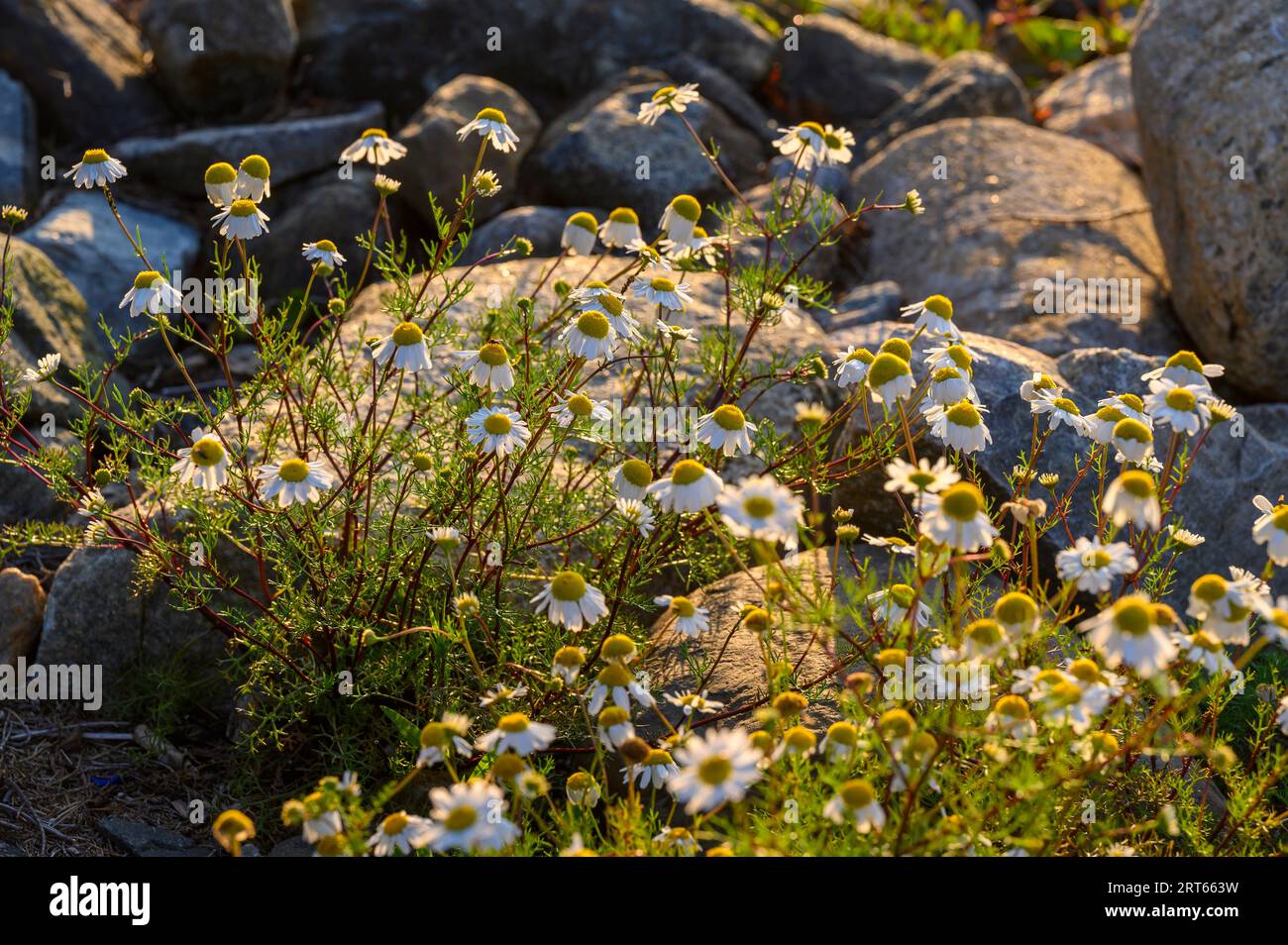 Das schwache Abendlicht scheint auf den wilden Kamillenblüten, die zwischen Felsen und Felsbrocken in der Nähe des Salzwassermeeres im Kragero-Archipel, Telemark, Norwegen, wachsen Stockfoto