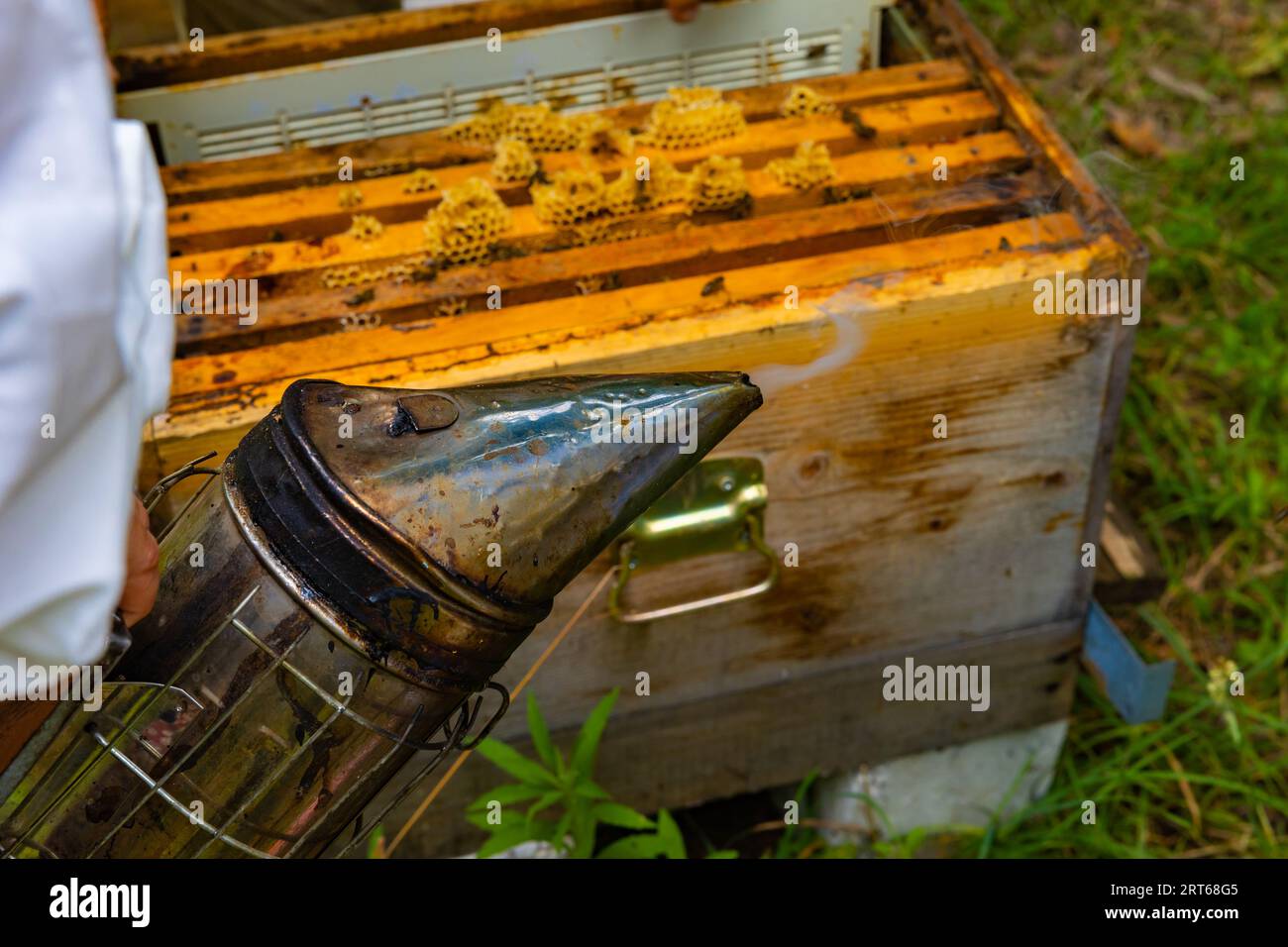 Bienenraucher und Bienenstock im Hintergrund. Hintergrundfoto von Bienenzucht oder Imkerei. Stockfoto
