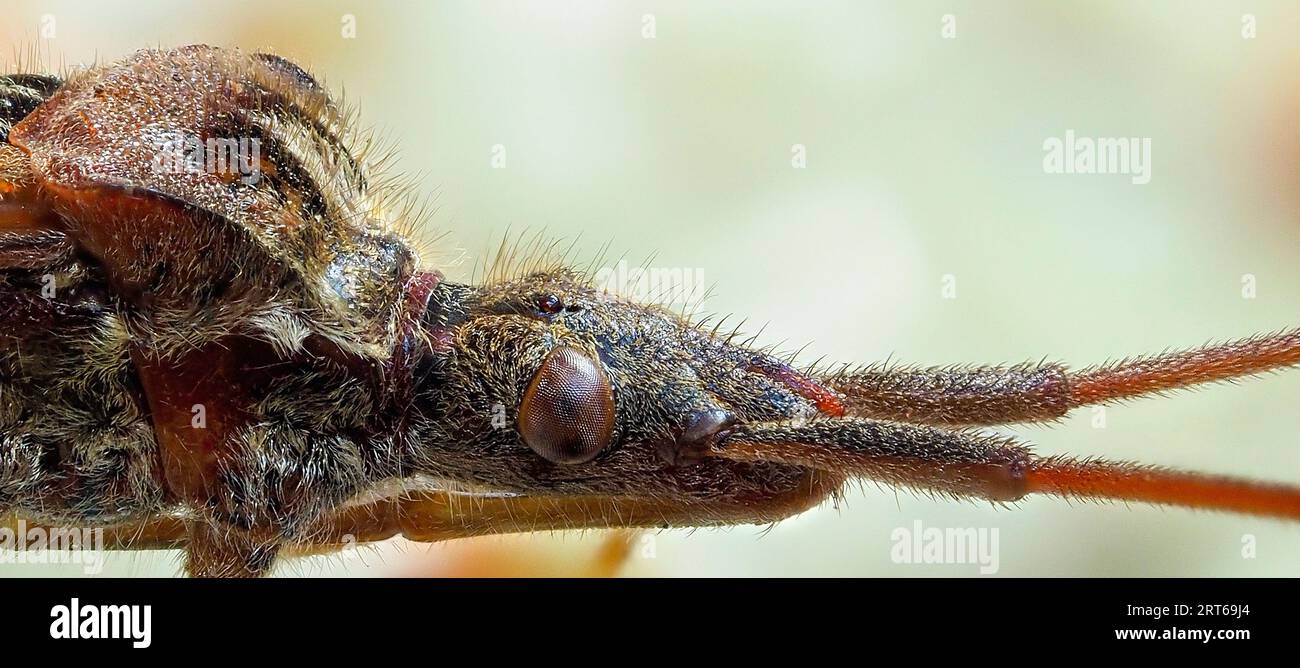 Western Conifer Seed Bug. Leptoglossus occidentalis. Nahaufnahme des Kopfes mit Sauger. Stockfoto