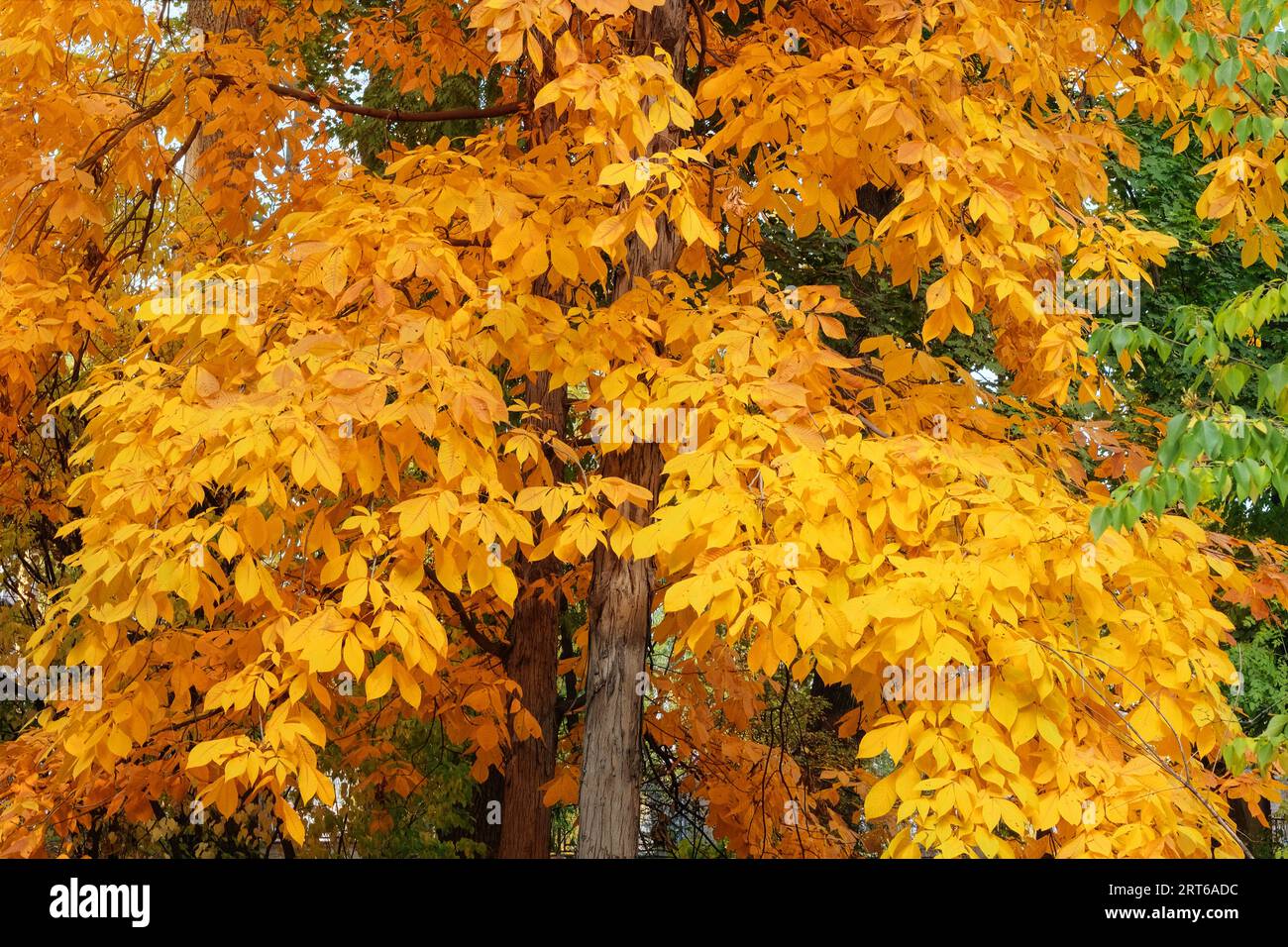 Gelbe Herbstblätter im malerischen Herbstpark. Parken Sie in der Stadt. Sonniger Tag, warmes Wetter. Herbstkonzept. Stockfoto