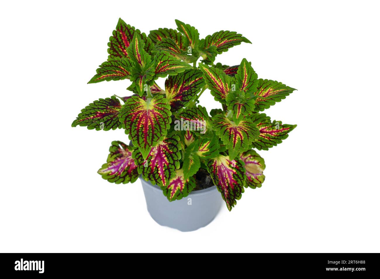 Bemalte Brennnesselpflanze „Coleus Blumei“ mit dunkelrosa Adern im Blumentopf auf weißem Hintergrund Stockfoto