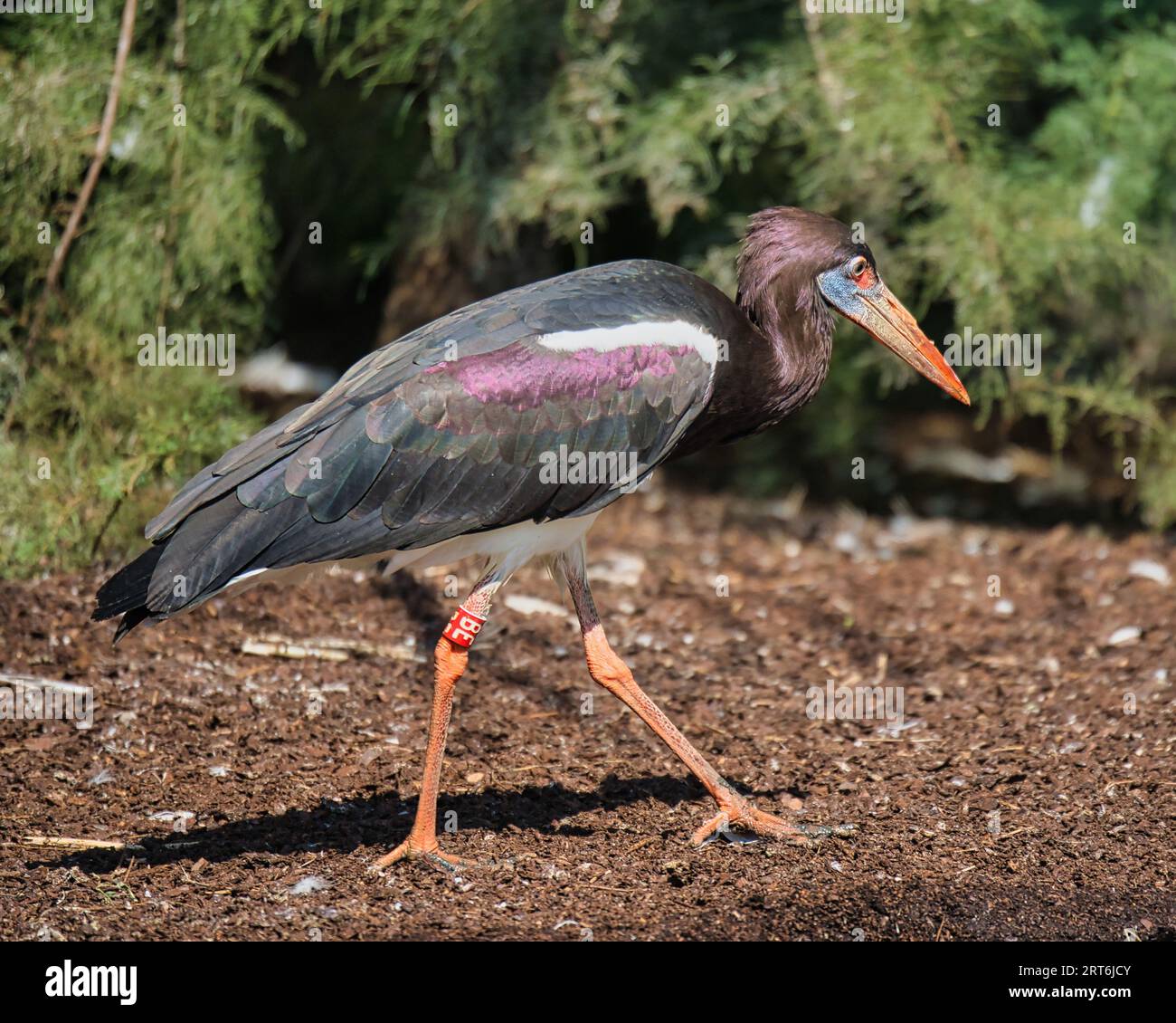 Der Abdim-Storch (Ciconia abdimii) ist eine Vogelart aus der Familie der Ciconiidae im zoologischen Park von Paris, der früher als Bois de Vincennes bekannt war Stockfoto