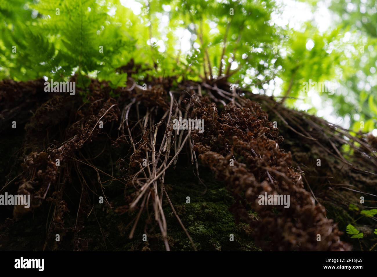 Der Mikrokosmos der Natur: Eine Nahaufnahme in Luxemburgs verzaubertem Mullerthal 🌿 Stockfoto