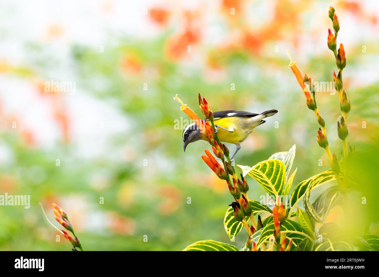 Ein kleiner Bananaquit, der in einem blühenden Busch sitzt und sich in einem Bestäubergarten von Nektar ernährt. Stockfoto