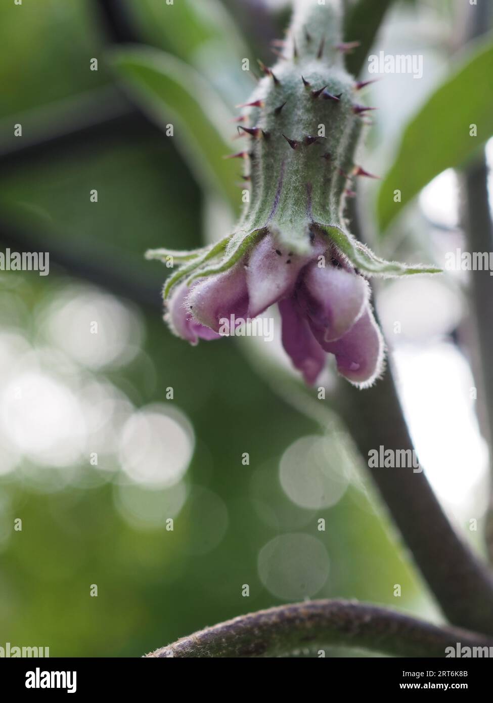 Nahaufnahme einer lila Auberginenblüte, die sich an einer Auberginenpflanze entwickelt Stockfoto