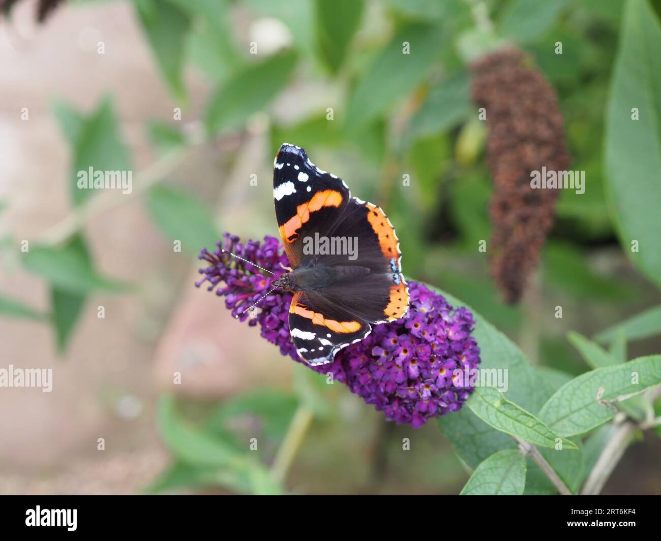 Aus nächster Nähe von Vanessa atalanta, dem Schmetterling des Roten Admirals, der auf einer tiefvioletten buddleja-Blume mit ihren bunten Flügeln sitzt Stockfoto