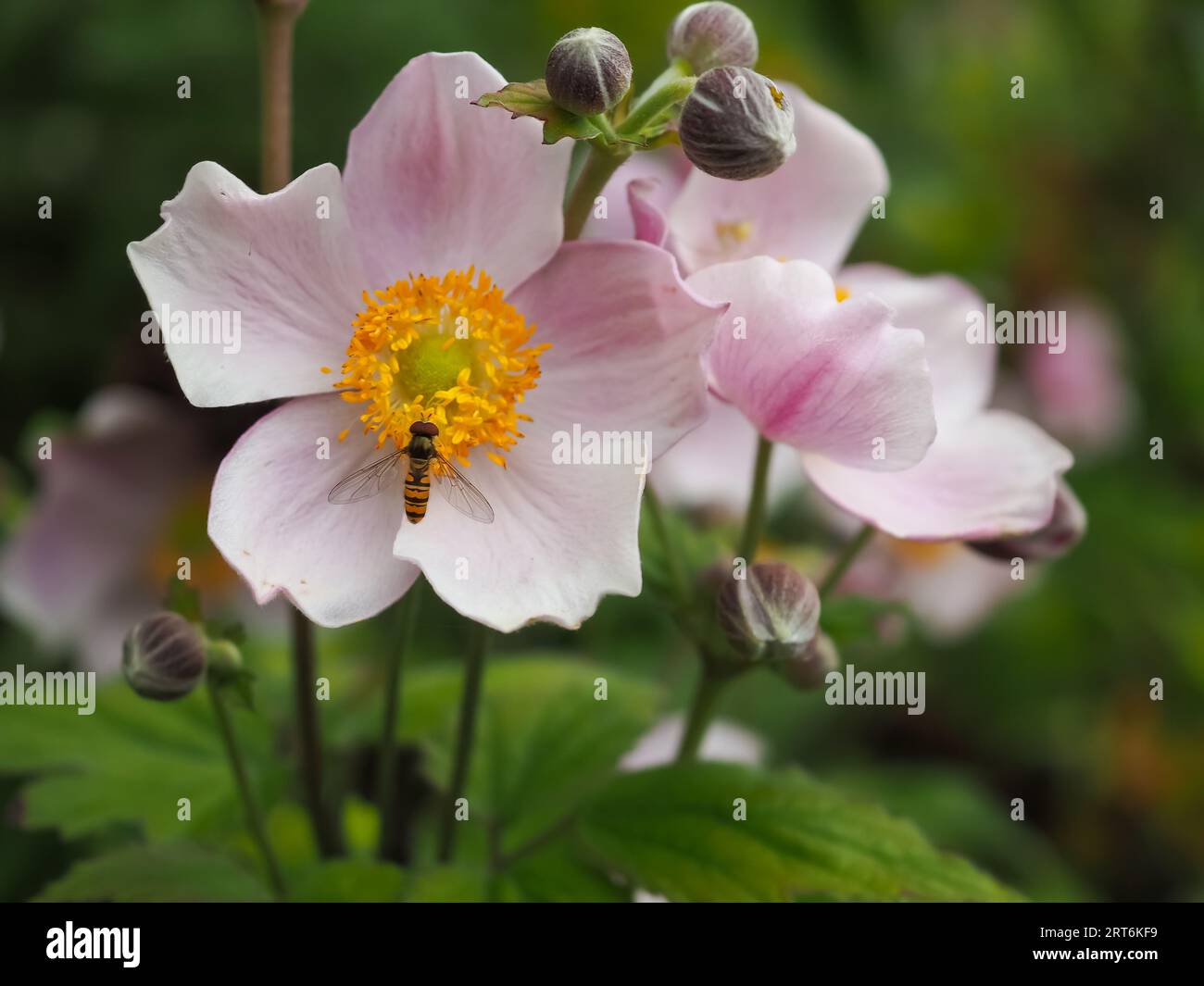 Rosa Japanische Anemone (Anemone hupehensis var. Japonica) Blume mit einer hoverfly auf der Suche nach Nektar - eine gute Nahrungsquelle für Bestäuber Stockfoto