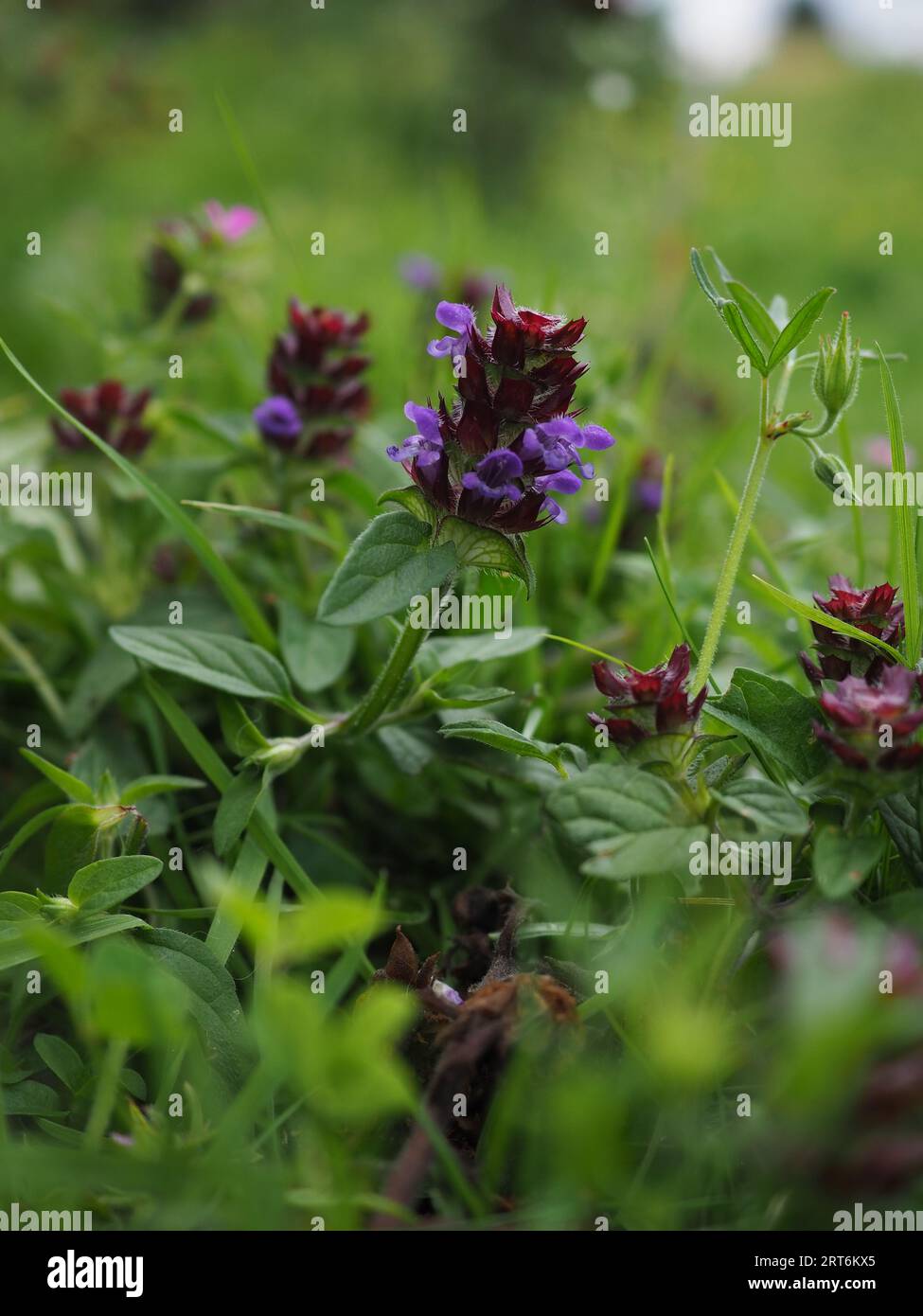 Nahaufnahme der blauen violetten Blume der Selfheal oder Allheal, Prunella vulgaris, eine einheimische Wildblume, die für ihre medizinischen Eigenschaften bekannt ist Stockfoto