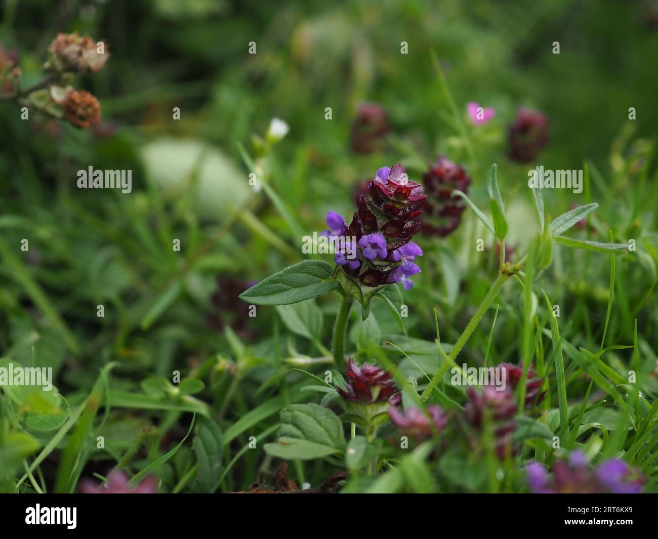 Prunella vulgaris, selbstheilig oder heilend, wächst als einheimische Wildblume in einer britischen Wiese Stockfoto