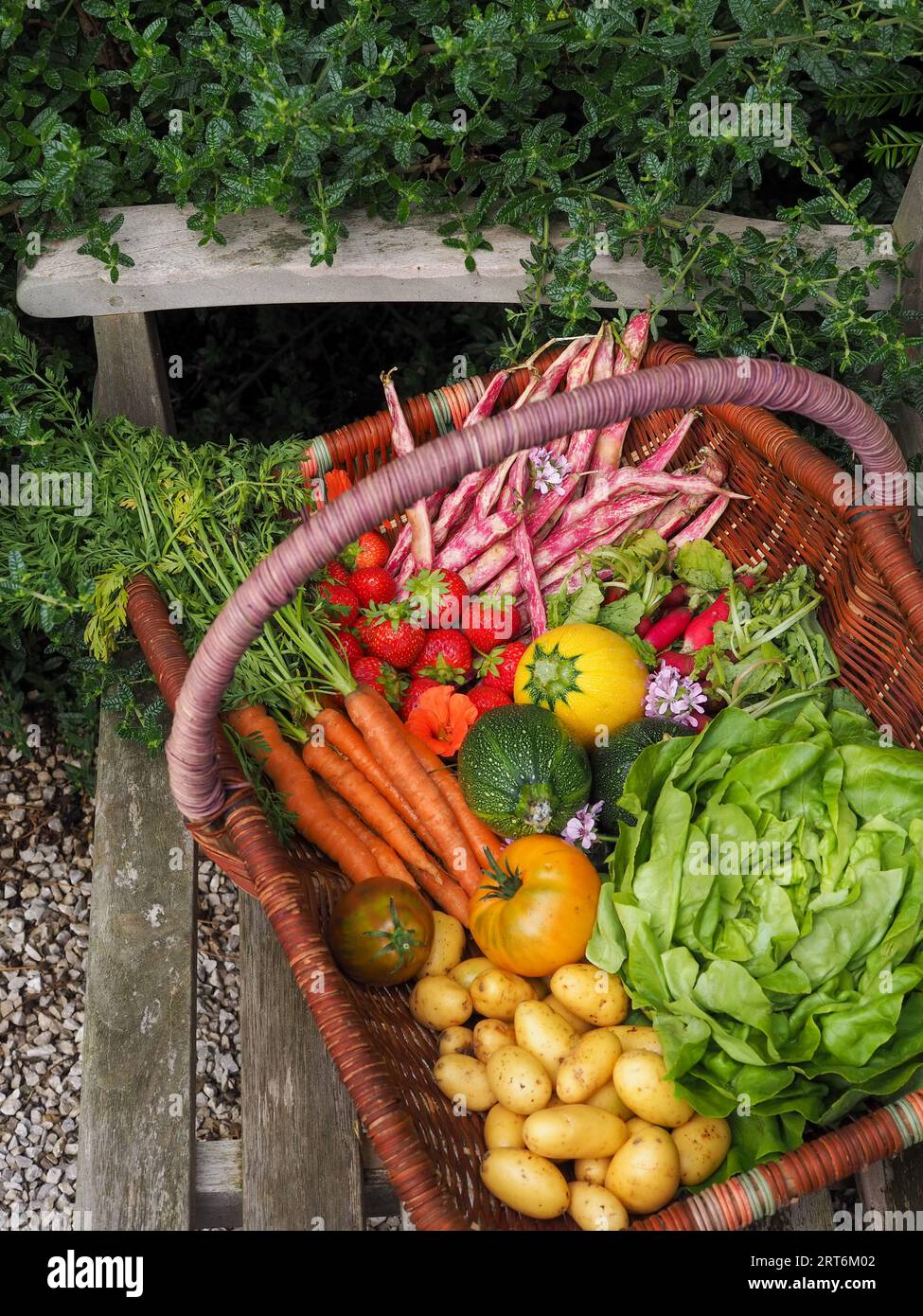 Ein Korb voller frisch geerntetem, farbenfrohem Obst und Gemüse auf einer Gartenbank inmitten von Grün in einem britischen Garten im Sommer Stockfoto