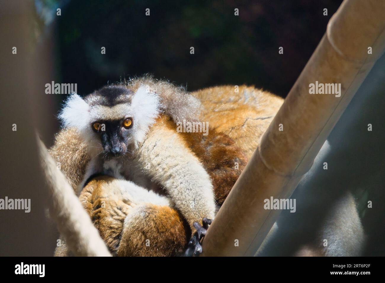 Lemuren von Andasibe-Mantadia im zoologischen Park von Paris, früher bekannt als Bois de Vincennes, 12. Arrondissement von Paris Stockfoto