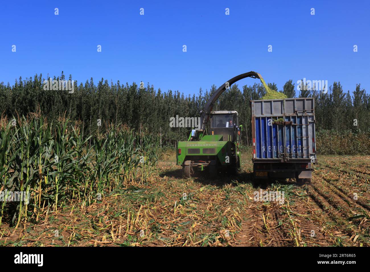 Maissilage-Erntemaschine auf Ackerland, Nordchina Plain Stockfoto
