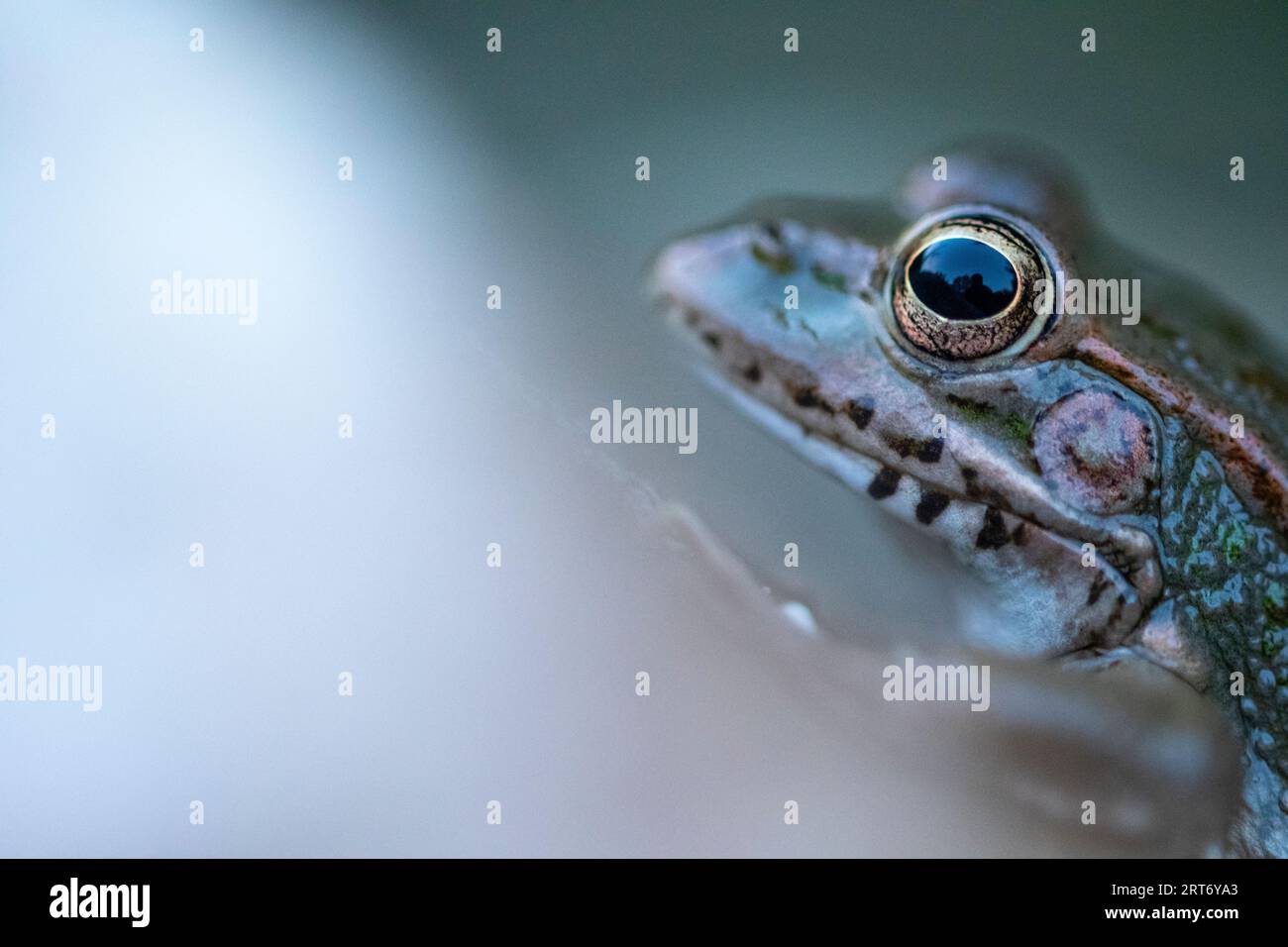 Nahaufnahme eines abgeschnittenen Frosches vor verschwommenem Hintergrund Stockfoto
