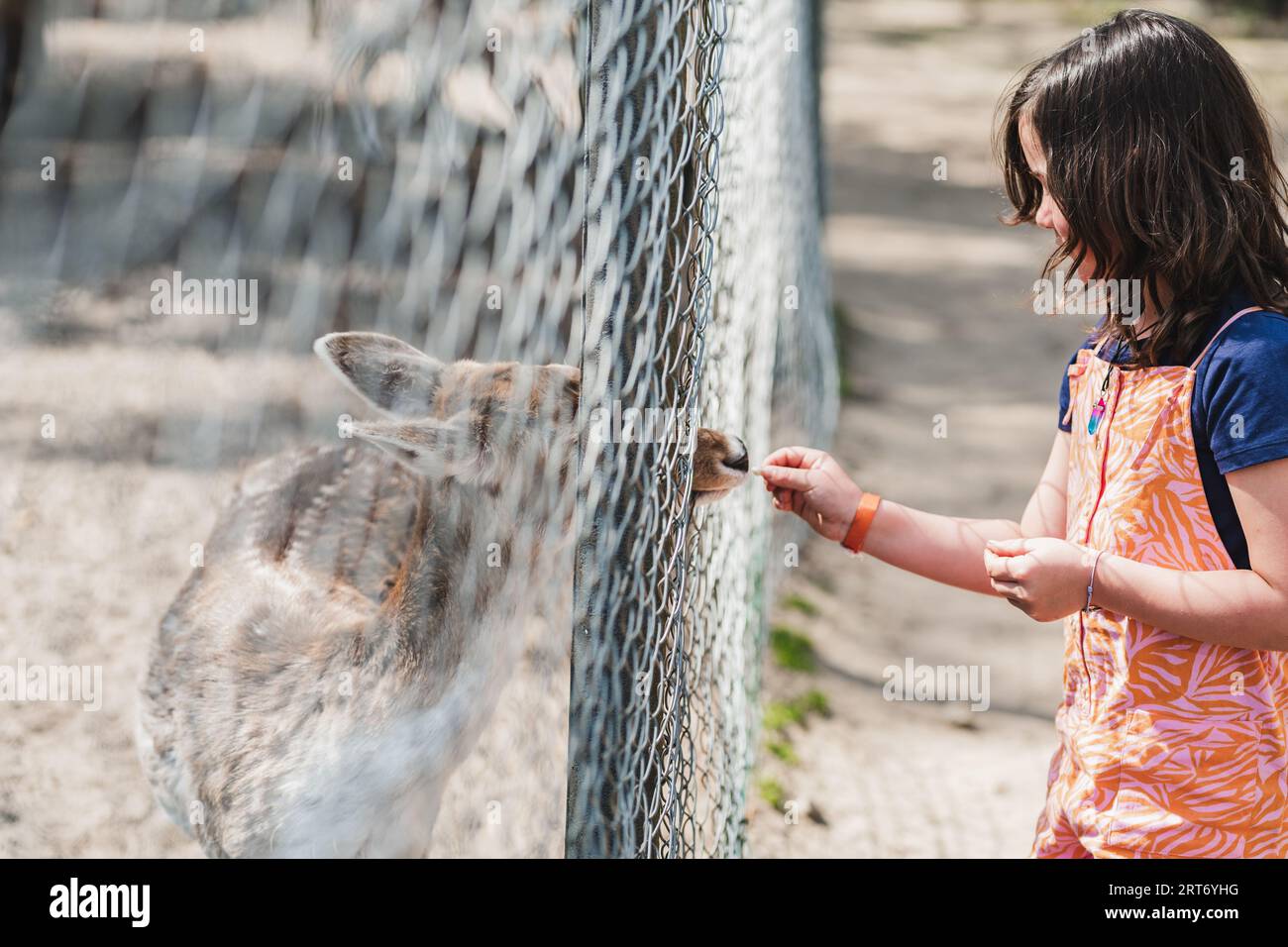 Seitenansicht eines süßen Mädchens in lässiger Kleidung, das am Wochenende im Zoo Hirsche durch den Zaun füttert Stockfoto