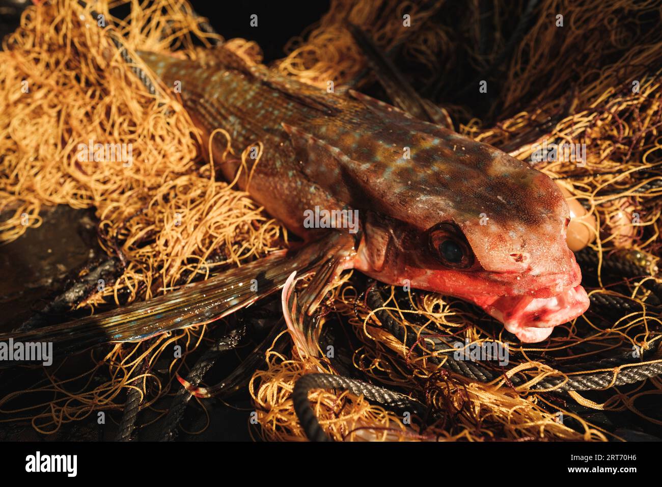 Burbot-Fisch, der während der traditionellen Fangzeit unter Sonnenlicht auf das Netz gelegt wird Stockfoto
