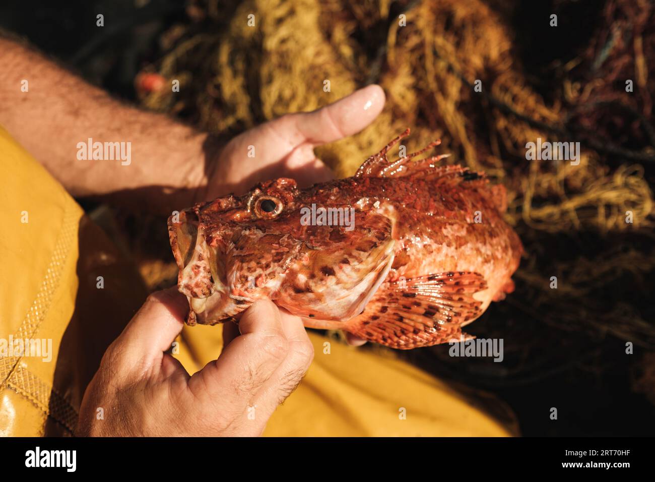 Von oben beschnittene, nicht erkennbare männliche, stehende und entwirrende Fangnetze auf nassem Bootsdeck mit der Hand, um Burbotfische bei Tageslicht zu entfernen Stockfoto