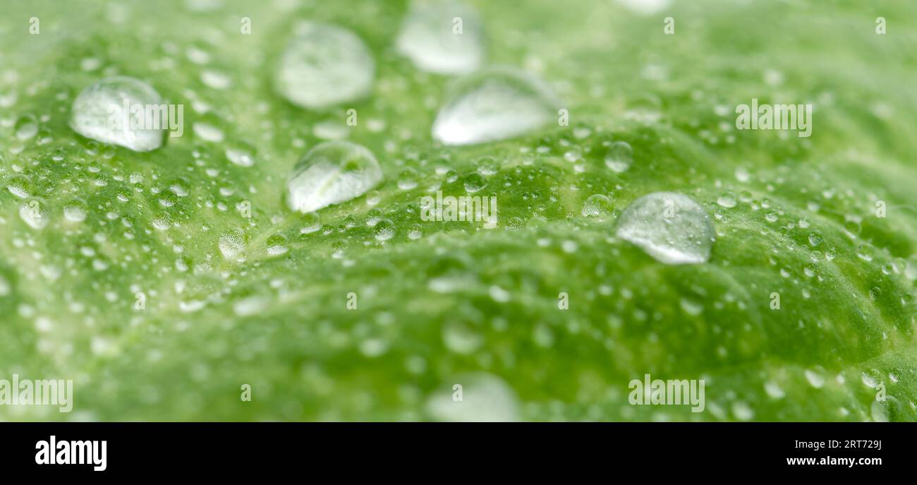 Umweltschutz. Balance zwischen grüner Natur. Stockfoto