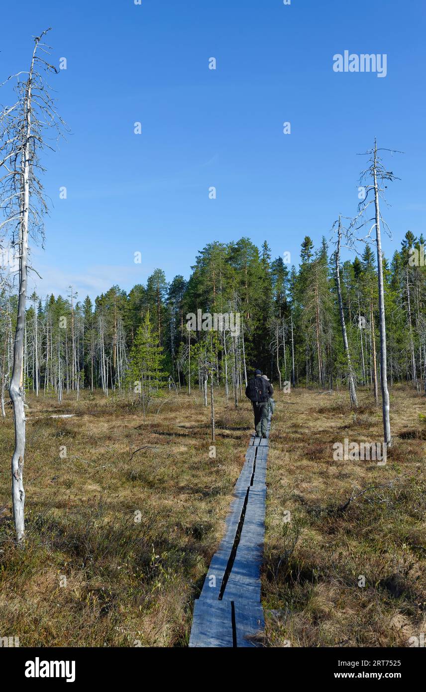 Pfad zum Versteck für Bärenfotografie im finnischen Taiga-Wald Stockfoto