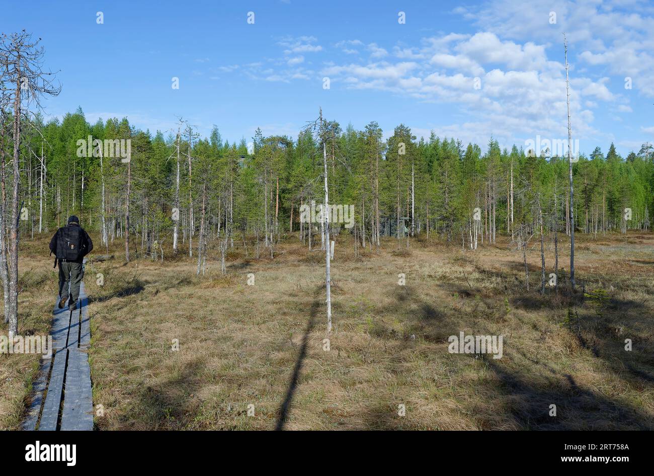 Pfad zum Versteck für Bärenfotografie im finnischen Taiga-Wald Stockfoto