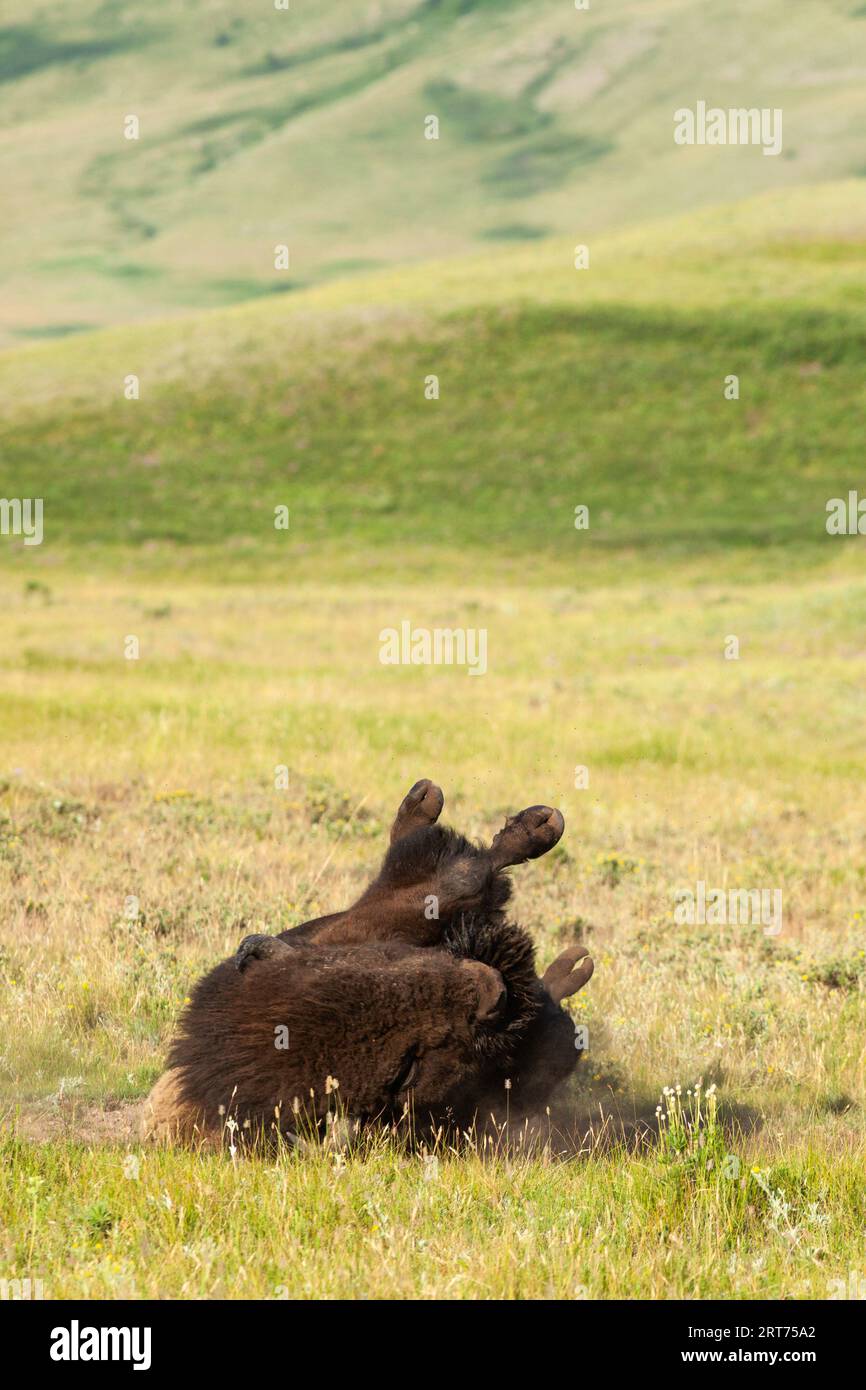 Plains Bison, Waterton Lakes NP, Alberta, Kanada Stockfoto