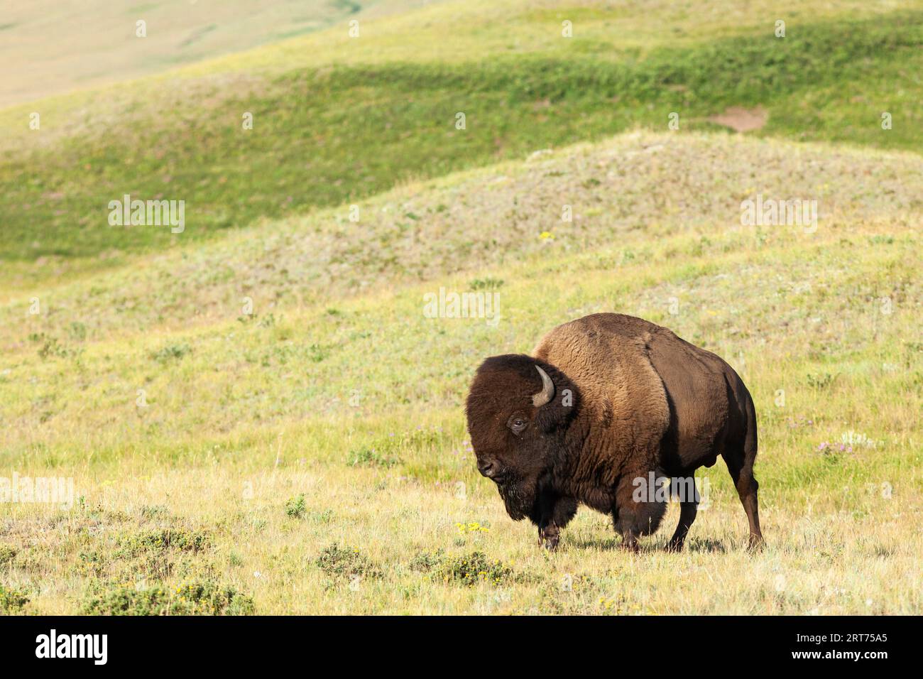 Plains Bison, Waterton Lakes NP, Alberta, Kanada Stockfoto