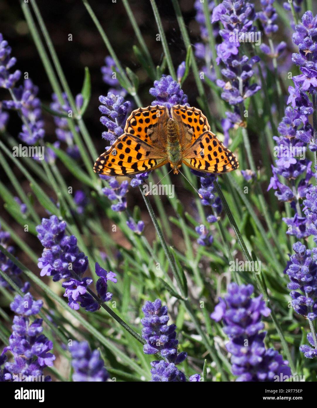 KÖNIGIN VON SPANIEN FRITILLÄRIN Issoria Lathonia Schmetterling Stockfoto