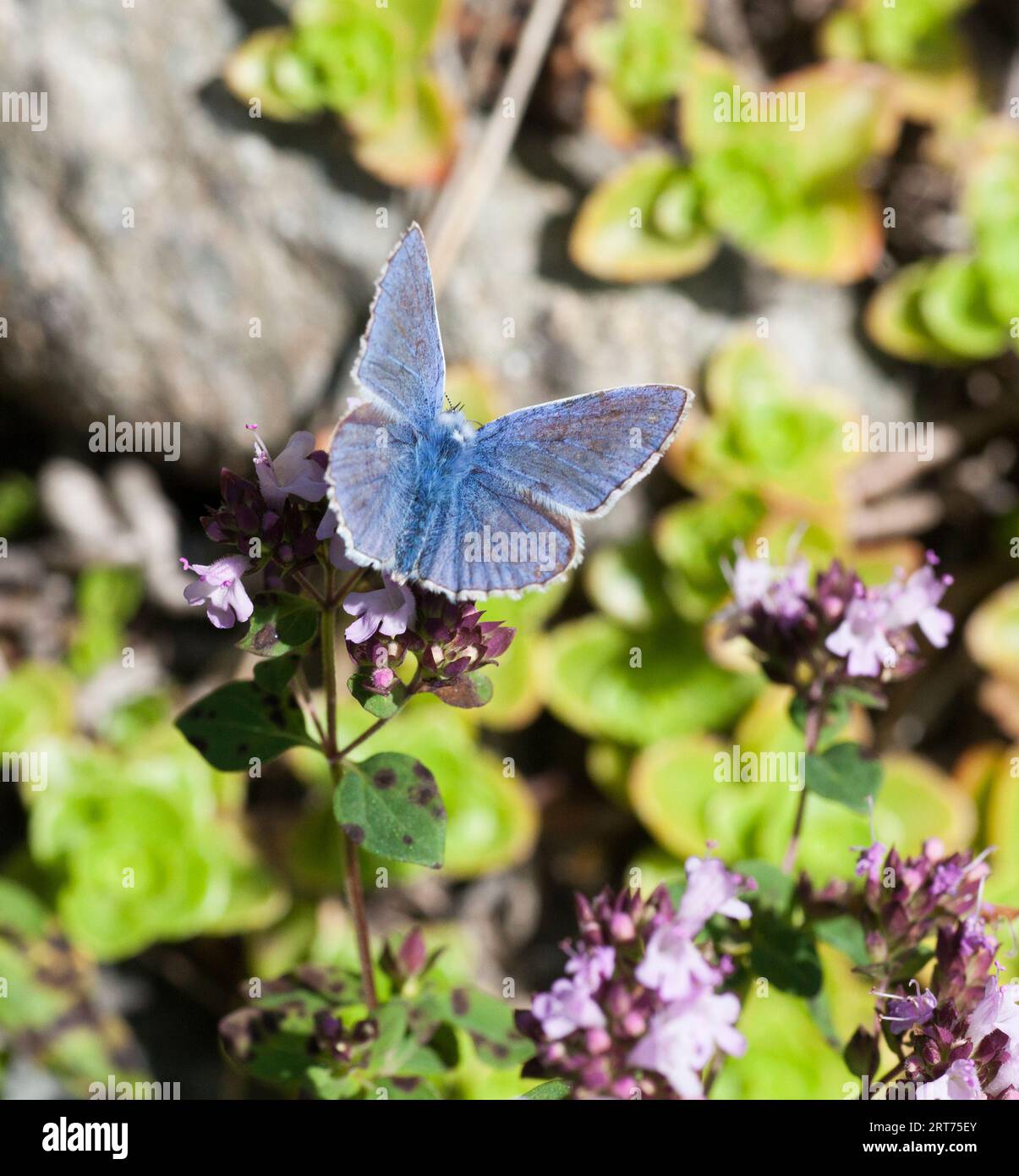 DER BLAUE SCHMETTERLING Polyommatus Icarus Stockfoto